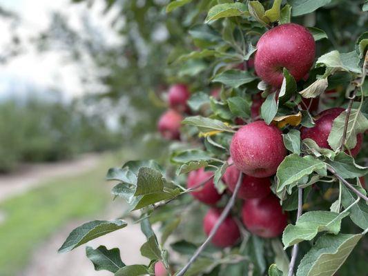 Pleasant View Orchard