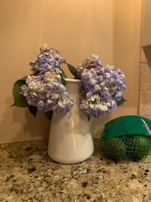 Hydrangeas died in 24 hours