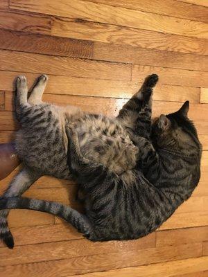 Cat sitter in Boston