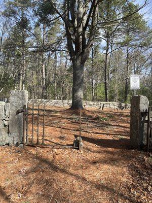 A stately white pine oversees historical cemetery No. 40.