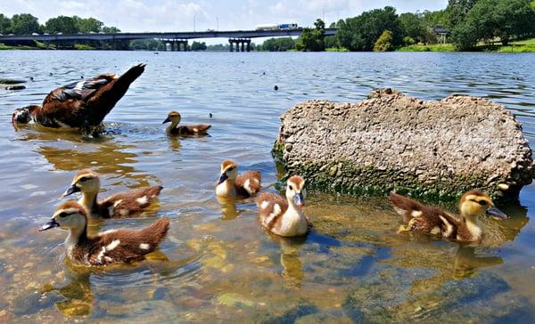 Cute Duck Family  :)