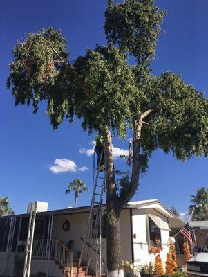 Tree removal