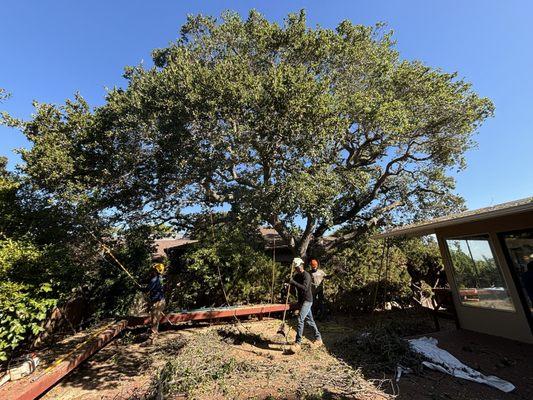 Large oak that was growing over and laying on the roof.