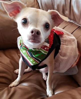 Gemma loves her new holiday bandana.  Looks great with her "Santa Baby" tutu :)