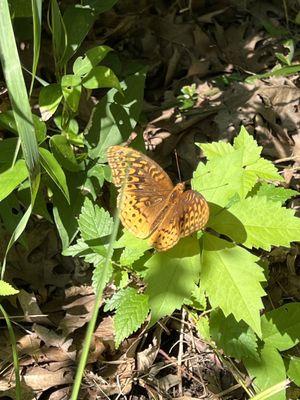 Never know what you'll find on the trail.