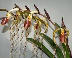 Paph Ching Hua Dancer--fabulous flower