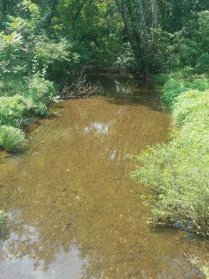 This is the view from the bridge of the stream/woods.