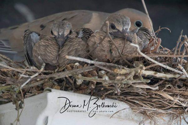 Two baby doves waiting to leave the nest