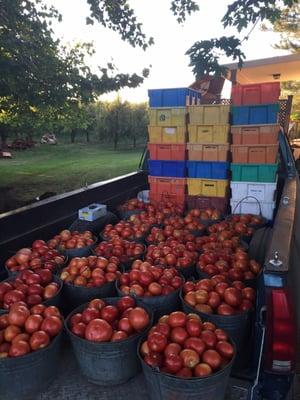 Tomatoes in full harvest!