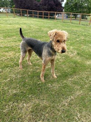 Airedale terrier groomed