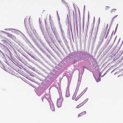 H&E stain of rockfish