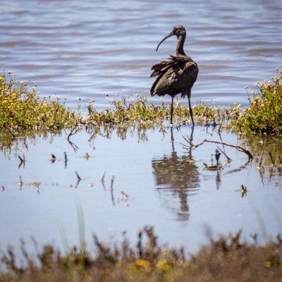 Ballona Wetlands