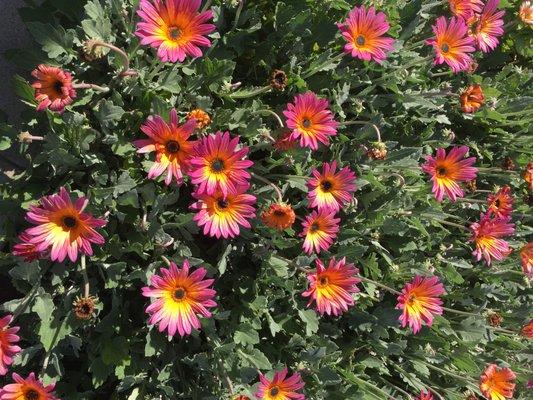 'Pink Sugar' Arctotis. A great early Spring Perennial.