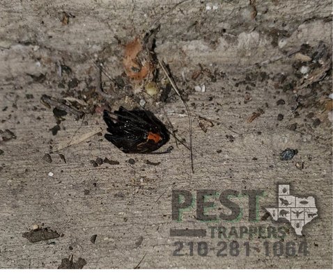 Black Widows covered under General Pest Control Services.