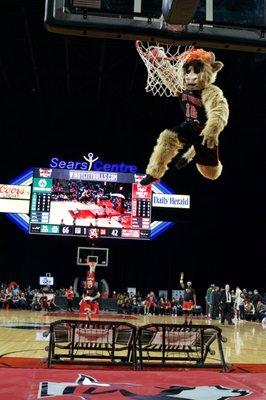 Mascot Gus T. Bull Dunking