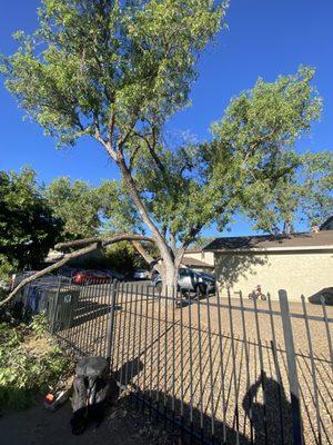 Emergency tree removal that branch fell to the fence and side walk, another satisfied customer.