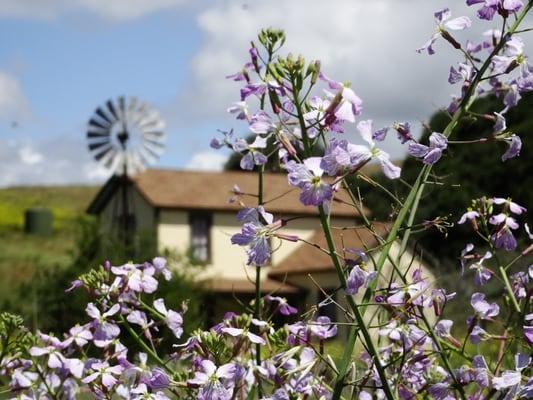 Wildflowers with Price House as Boken