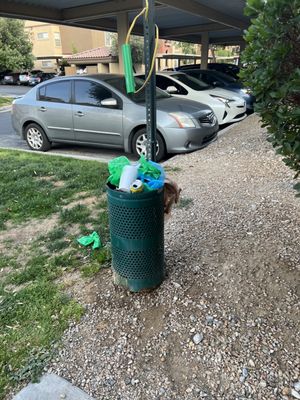 Trash overload ! Doggy waste basket smells and not cleaned on a daily basis .