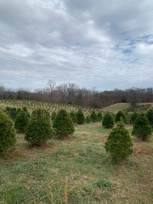 Alfeldt's Nursery & Christmas Trees