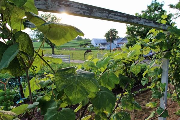 Amish Farm Stay