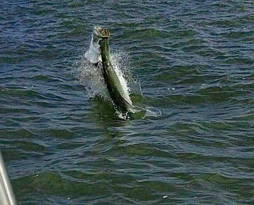 tarpon on!