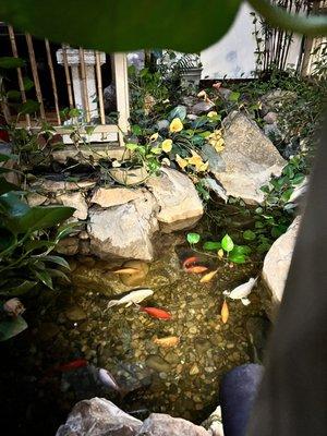 Fish Pond