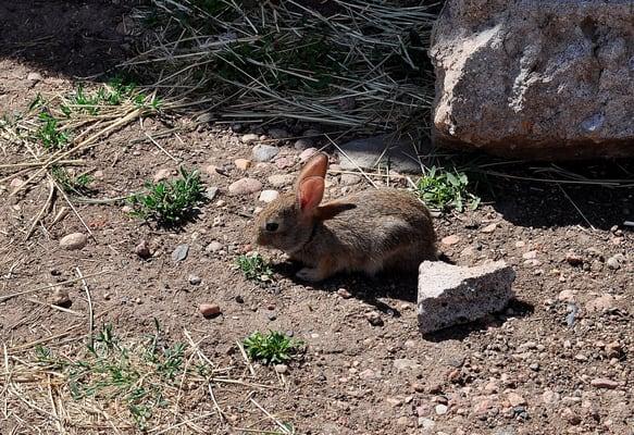 There is lots of wild life in the neighborhood.  These baby rabbits believe they own the place