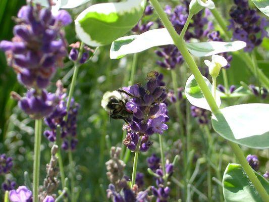 Lavender Bees