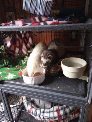 Boo and Radley digging into their special ferret food