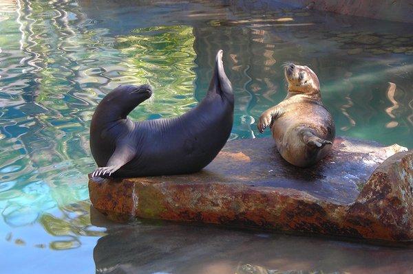 Our Harbor Rescue Seals - Billy and Gracie