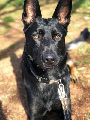 Another handsome boy I got to work with for service dog tasking