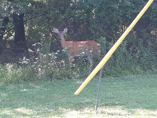 Deer outside of work