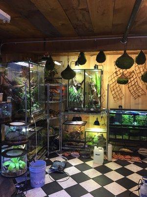 Come check out our reptile selection.