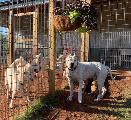 Animal Boarding Center