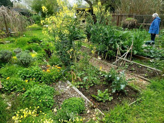 A volunteer is enjoying the tranquility of the garden as she pulls out weeds giving more space for the plants that were planted