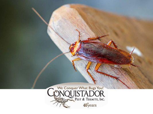 Conquistador Pest & Termite