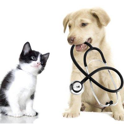 dog and cat veterinarian coconut grove miami fl