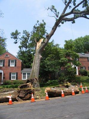 Tree Service Cary Tree Removal