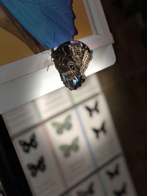 The Smithsonian Butterfly Habitat Garden