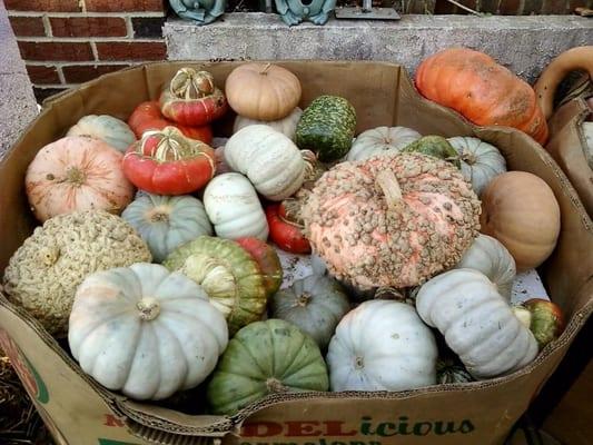 crazy gourd fruit