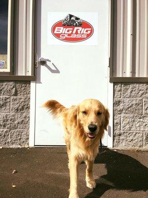 BRG's favorite helper is in the shop today.. HAPPY FRIDAY!! Call us today for your windshield replacement/repair!