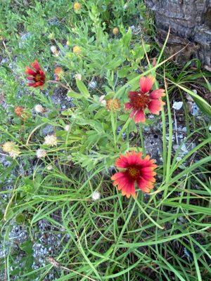 Flora by beach