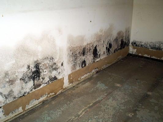 Mold? We Can Help