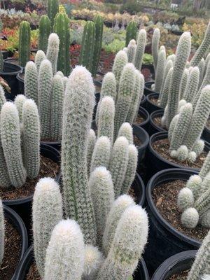 Fuzzy Cacti