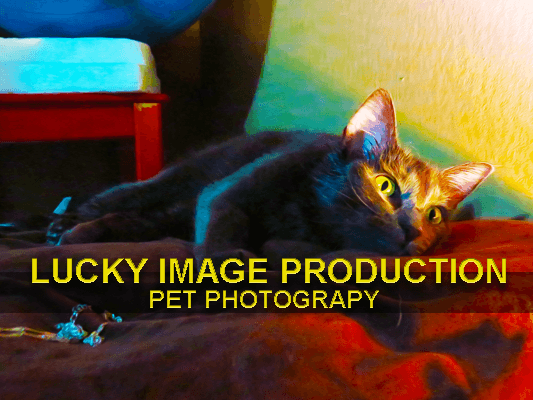 Lucky Image Production- Pet Photography Choose your style!