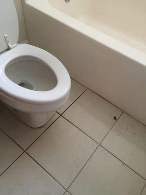 Still see dirt on floors in bathroom.