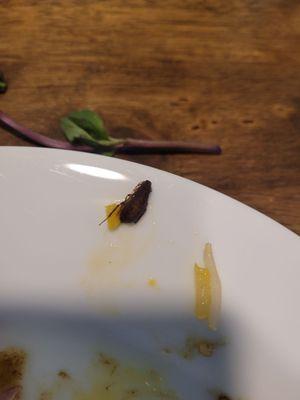 Cockroach in the banh xeo