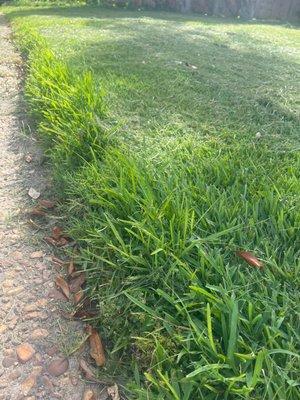 Not even cut to the edge of the lawn