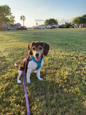 Animal Hospital of Padre Island