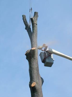 Adams Tree Service, Inc